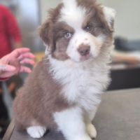 Bb berger australien #4