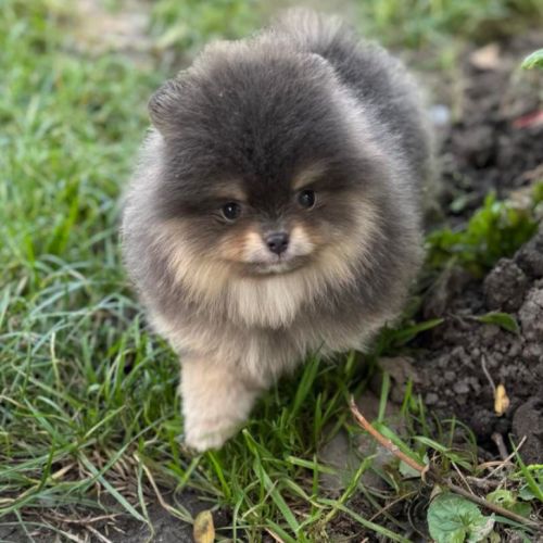 Sublime mâle poméranian extra nain lof #1