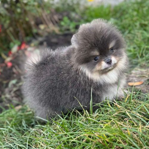 Sublime mâle poméranian extra nain lof