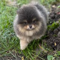 Sublime mâle poméranian extra nain lof #1