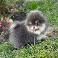 Sublime mâle poméranian extra nain lof #2