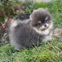 Sublime mâle poméranian extra nain lof