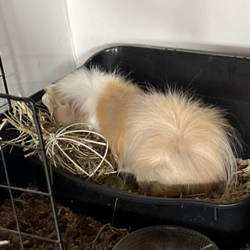 Donne cochon d’inde