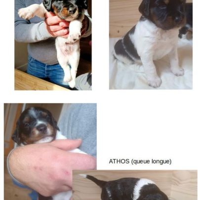 4 chiots mâles épagneul breton