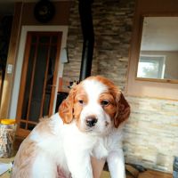 Reste 1 chiot mâle épagneul breton