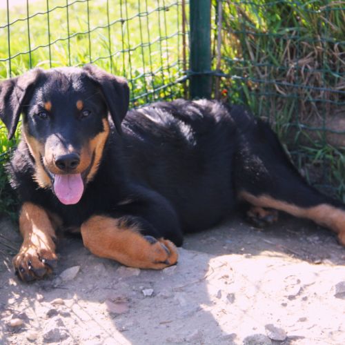 Chiots beaucerons lof