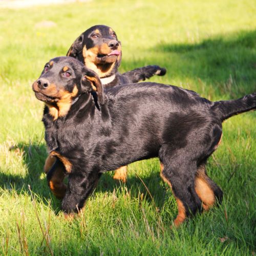 Chiots beaucerons lof #3