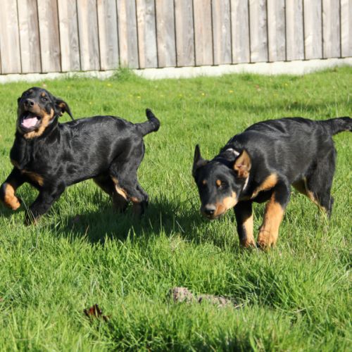 Chiots beaucerons lof #4