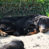 Chiots beaucerons lof #2