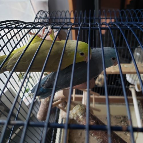 Femelles toui céleste #1