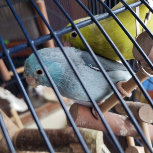 Femelles toui céleste #2