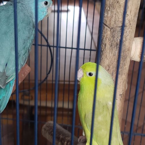 Femelles toui céleste