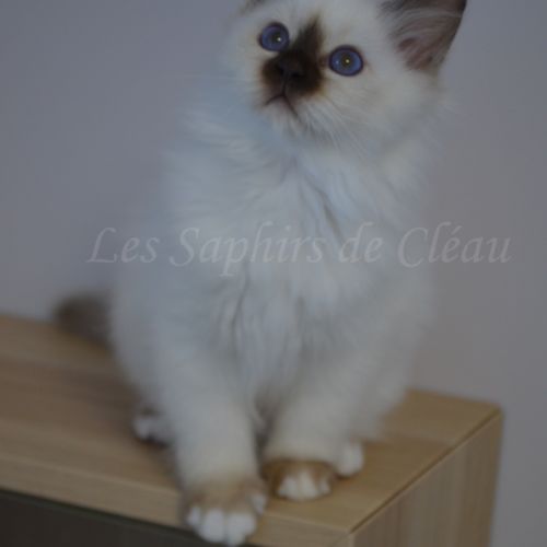 Adorables chatons sacrés de birmanie #1