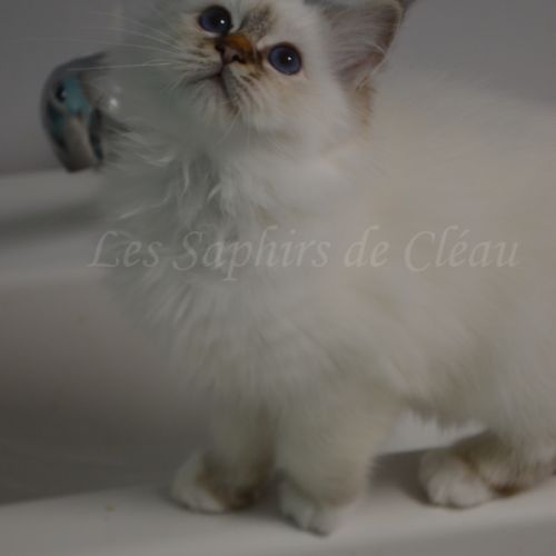 Adorables chatons sacrés de birmanie #2