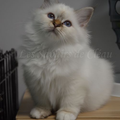 Adorables chatons sacrés de birmanie #3