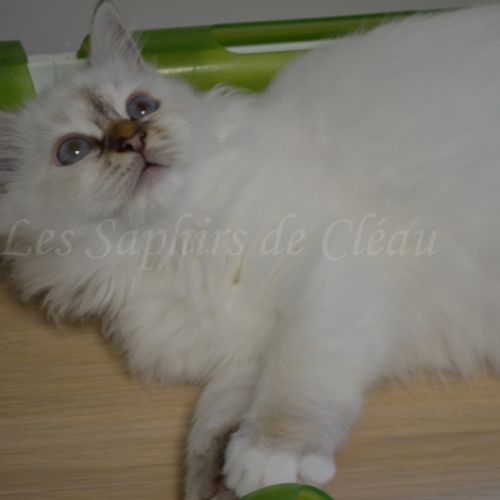 Adorables chatons sacrés de birmanie #4