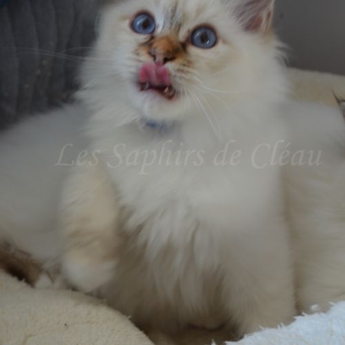 Adorables chatons sacrés de birmanie #7