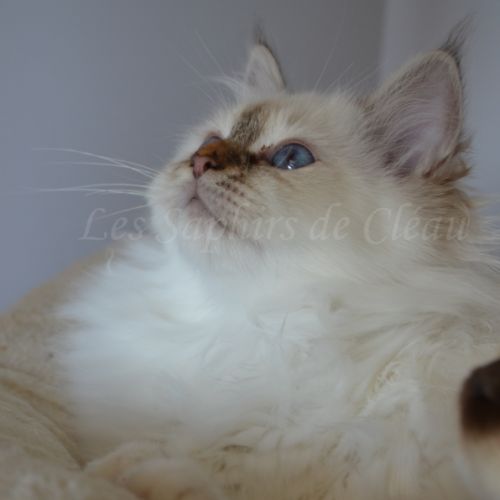 Adorables chatons sacrés de birmanie #8