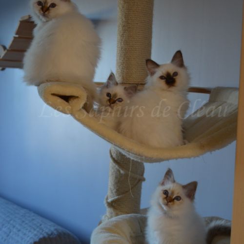 Adorables chatons sacrés de birmanie