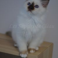 Adorables chatons sacrés de birmanie #1