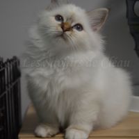 Adorables chatons sacrés de birmanie #3