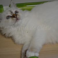 Adorables chatons sacrés de birmanie #4