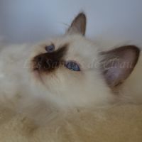 Adorables chatons sacrés de birmanie #5