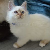 Adorables chatons sacrés de birmanie #6
