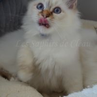 Adorables chatons sacrés de birmanie #7