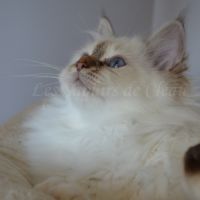 Adorables chatons sacrés de birmanie #8