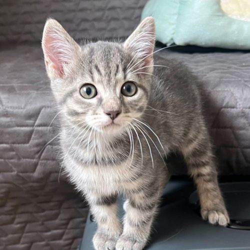 Mallow** joueur et câlin