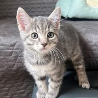 Mallow** joueur et câlin