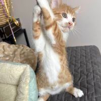 Carlow un tourbillon de vie