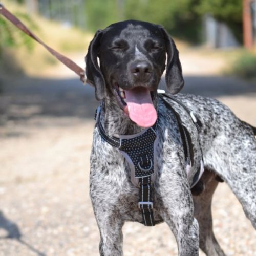 Sublime braque allemand, 1 an et demi, ok chat