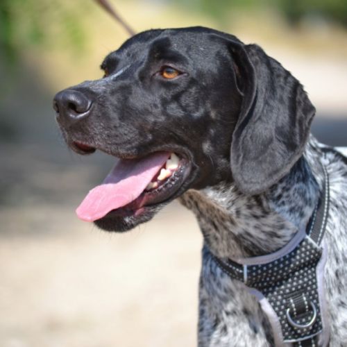 Sublime braque allemand, 1 an et demi, ok chat #2