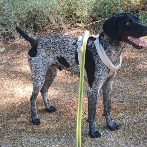 Sublime braque allemand, 1 an et demi, ok chat #3