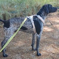 Sublime braque allemand, 1 an et demi, ok chat #4