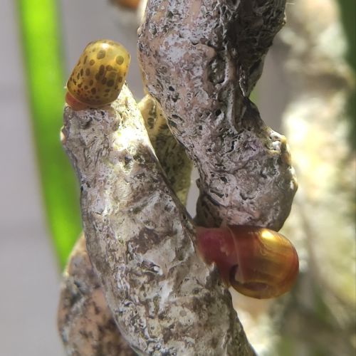 Escargots aquarium planorbe #2