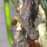 Escargots aquarium planorbe #0