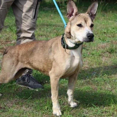 Chien nalah à l adoption