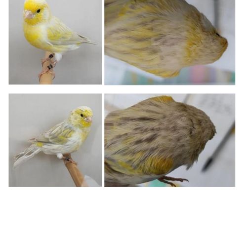 Canari agate opale jaune mosaique mâle #0