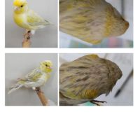 Canari agate opale jaune mosaique mâle