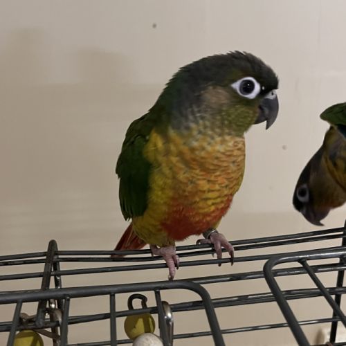 Bébé sexe et bague conure 4 mois #1