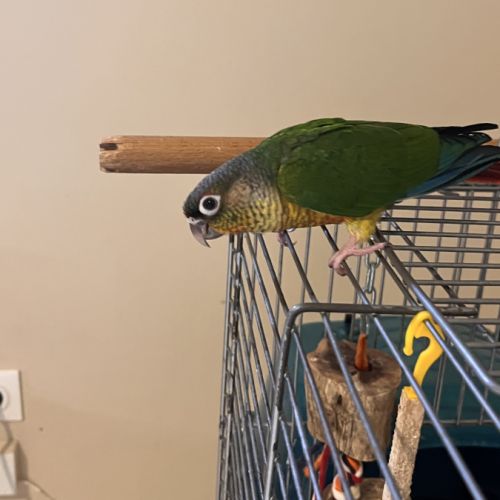 Bébé sexe et bague conure 4 mois #3