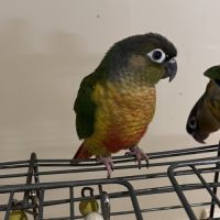 Bébé sexe et bague conure 4 mois #1