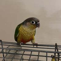 Bébé sexe et bague conure 4 mois #0