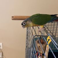 Bébé sexe et bague conure 4 mois #3