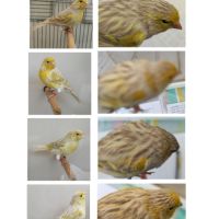 Canari brun opale jaune mosaique mâle