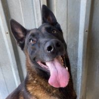 Chien polo à l adoption