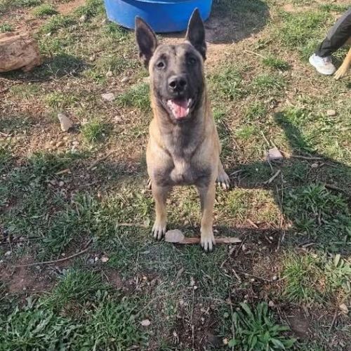 Chien viper à l adoption